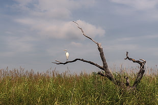 white long beak bird on leafless tree in green grass field HD wallpaper