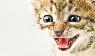 closeup photo of brown tabby kitten HD wallpaper