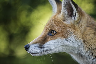 closeup photo of brown fox