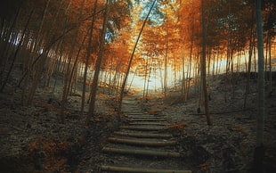 orange leafed tress