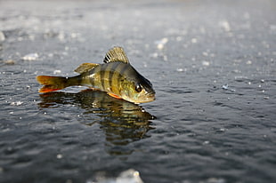 brown fish on water