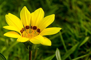 yellow petaled flower during daytime