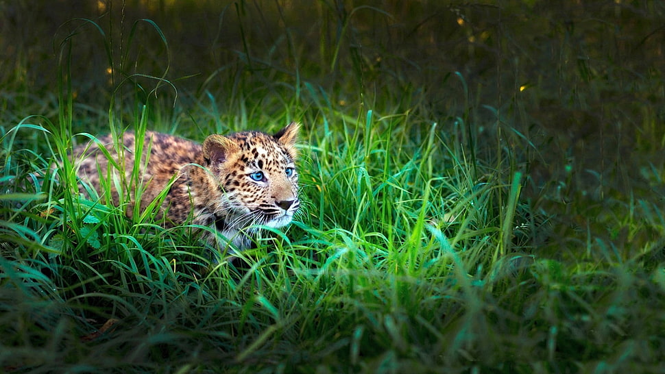 prowling leopard cub HD wallpaper