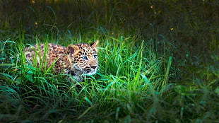 prowling leopard cub