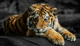Bengal tiger photo