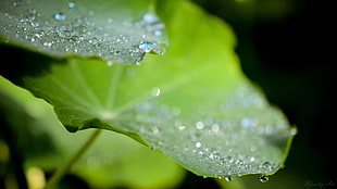 green leaves, water drops, leaves, macro