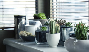 green cactus plant on table near window