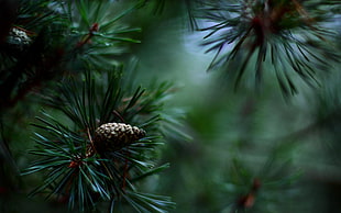 selective focus photography of pine cone