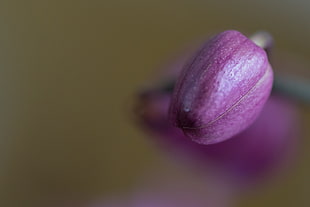 macro photography of purple seed, orchid