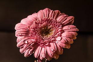 shallow focus on pink flower HD wallpaper