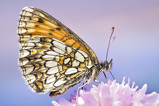 closeup photography of Butterfly on pink petaled flower, boloria eunomia, fritillary HD wallpaper
