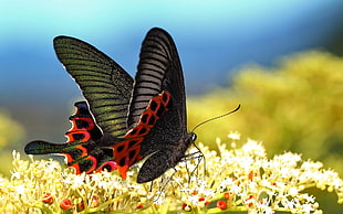 closeup photo of black and red monarch on white petaled flower HD wallpaper