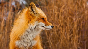 red fox, fox, animals