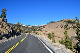 asphalt road between trees during daytime