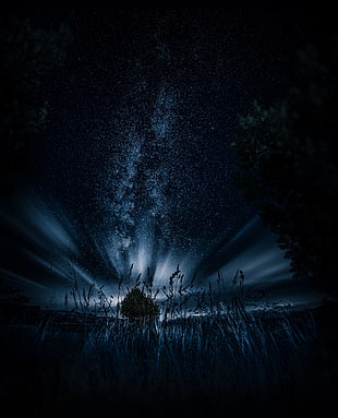 green tree, Starry sky, Tree, Grass