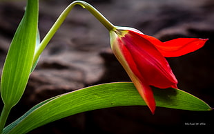 closeup photography of red Tulip flower