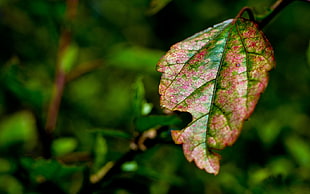 depth of field photography of green leaf