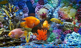 four assorted-color fishes, fish, aquarium