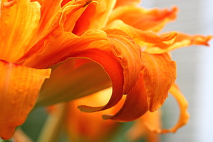 close up photography of orange Lily flower HD wallpaper