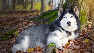 adult Siberian husky, dog, animals