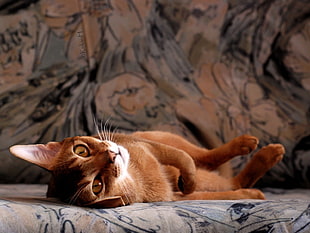 adult brown cat on gray sofa