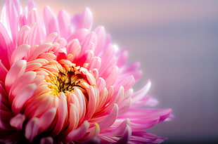 close up photo of pink daisy flower