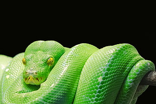green snake on branch o HD wallpaper