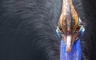 close up face photo of peacock