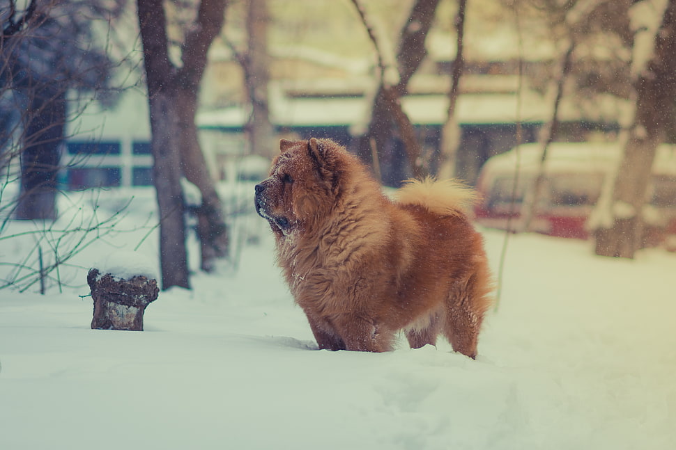 long-coated brown dog, Chow chow, Dog, Snow HD wallpaper