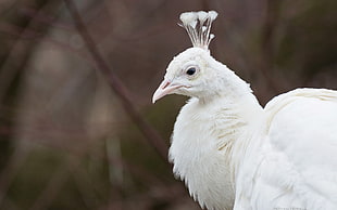 focus photography of female Indian Peafowl HD wallpaper