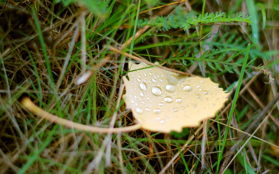 Tear drops micro photography HD wallpaper