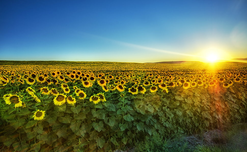 sunflower field across horizon during sunrise, sunflowers HD wallpaper