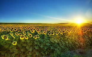 sunflower field across horizon during sunrise, sunflowers HD wallpaper