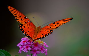 red and black butterfly on pink petal flower