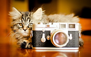brown tabby cat behind black and grey SLR camera