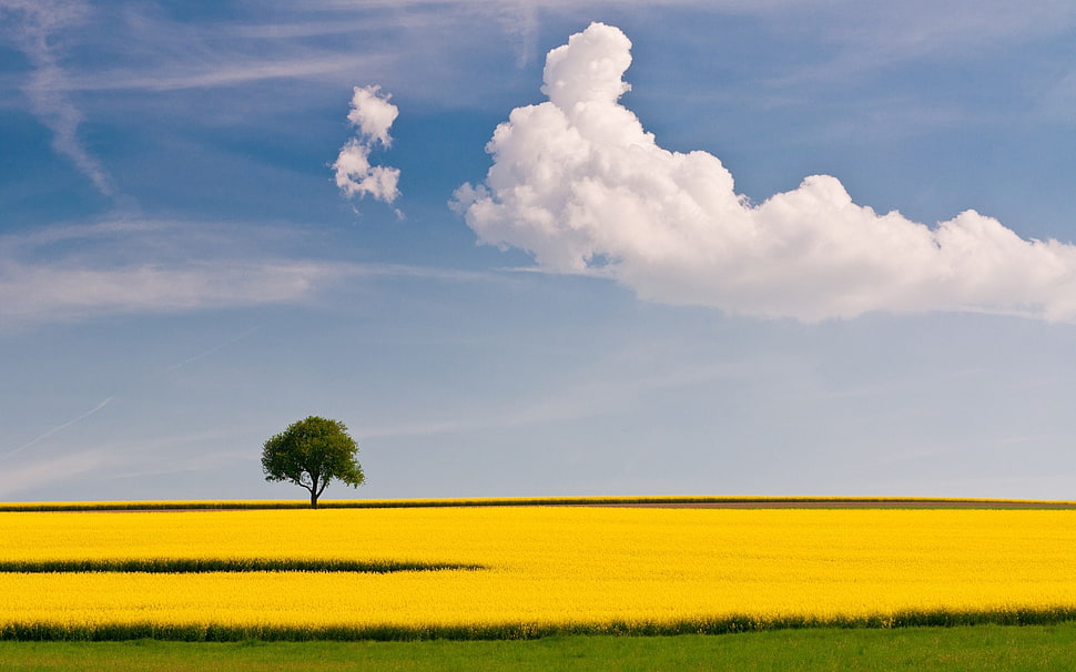 yellow flower field with tree under cloud sky HD wallpaper