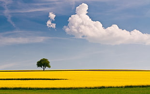 yellow flower field with tree under cloud sky