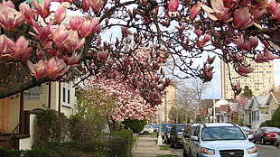 Cherry Blossom Tree HD wallpaper