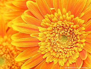 orange petaled flower, flowers, yellow flowers, macro