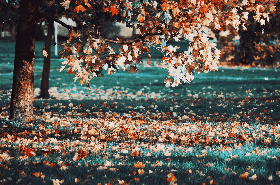 fall, leaves, trees HD wallpaper