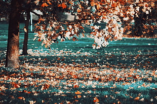 fall, leaves, trees