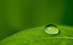 macro shallow focus photography of water drop on green leaf