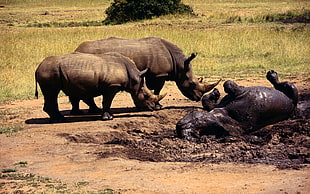three black rhinoceros playing on mud