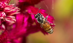 tilt shift lens photo of brown bee HD wallpaper