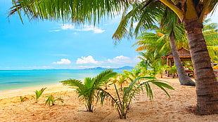green palm trees on the beach during daytime HD wallpaper