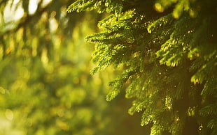 green tree, spruce, green, nature, photography
