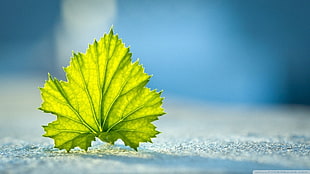 selective focus photography of green leaf