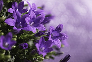 purple flowers with green leaves HD wallpaper