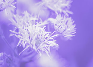 white and purple flower tilt-shift lens photography