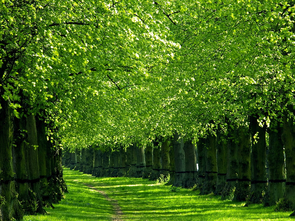 green trees HD wallpaper